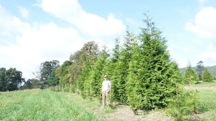 Thuja Green Giant from Little Mountain Farm | Create a Living Fence